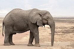 Africa's Elephant Kingdom poster