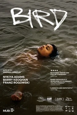 Bird poster