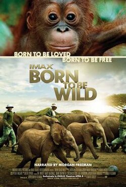 Born to Be Wild poster