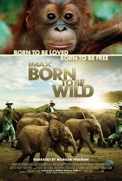 Born to Be Wild poster