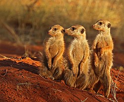 Meerkats poster