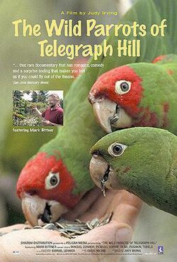 The Wild Parrots of Telegraph Hill poster