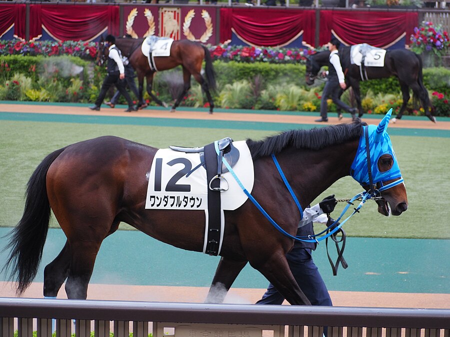 Wonderful Town poster