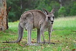 Kangaroo poster