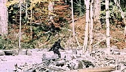 The Wildman of Shaggy Creek poster